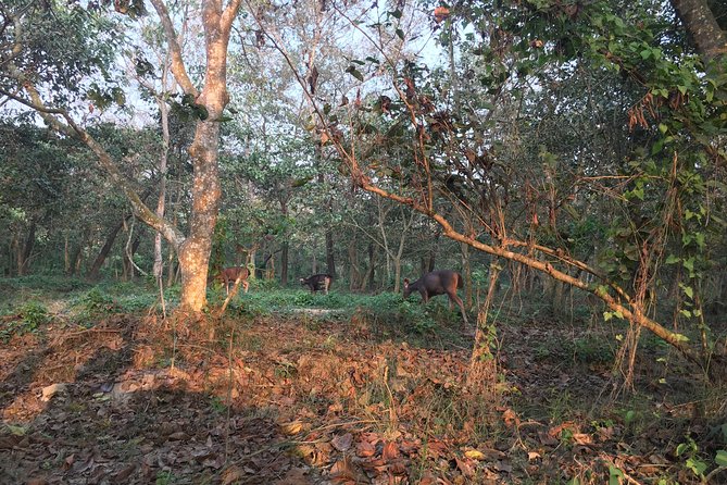 1 Night 2 Days Chitwan Jungle Safari Tour from Kathmandu - From Kathmandu at 6:30 am to Chitwan: Day 1 timing that shapes the whole trip