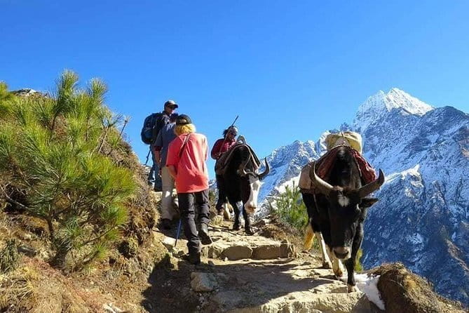 14 Days Everest Base Camp Trekking - Tengboche to Dingboche: Ama Dablam Shows Up and Changes Your Perspective