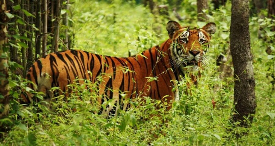 2 Days Chitwan Jungle Safari Tour from Pokhara/Kathmandu - Logistics to Watch: Road Comfort and the Return Ride