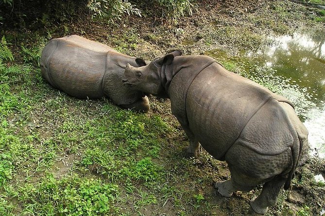 3-Day Chitwan Jungle Safari Tour from Kathmandu - Day 2 in Chitwan National Park: river birds, crocodile chances, and a jeep safari push