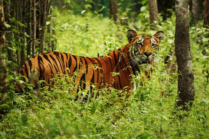 3-Day Chitwan Jungle Safari Tour from Kathmandu - Your guide and the group setup: how to make it better