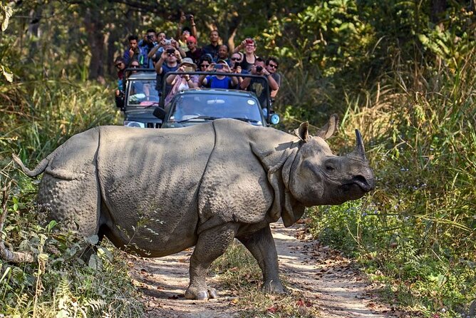 3-Day Chitwan National Park Jungle Safari Tour Package with Pick Up - Three-star resort near Chitwan: basic, usually comfortable