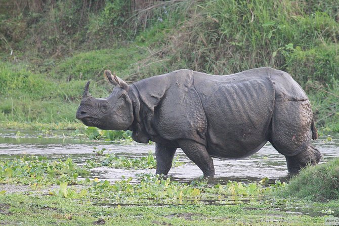 3 Days Jungle Safari in Chitwan National Park - Key things to know before you go