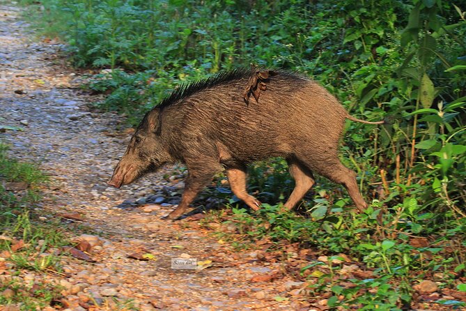 3 Days Jungle Safari in Chitwan National Park - Why Chitwan National Park is the right kind of wild