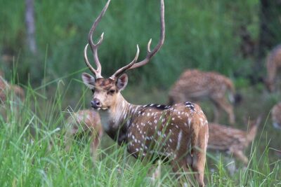 3 Days Jungle Safari in Chitwan National Park - Day 1 From Kathmandu to Sauraha: Museum, Tharu Village, and Rapti Sunset