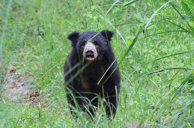 3 Days Jungle Safari in Chitwan National Park - Price and value: what $172.47 gets you