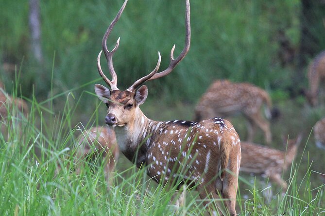3 Days Jungle Safari in Chitwan National Park - Day 1 From Kathmandu to Sauraha: Museum, Tharu Village, and Rapti Sunset