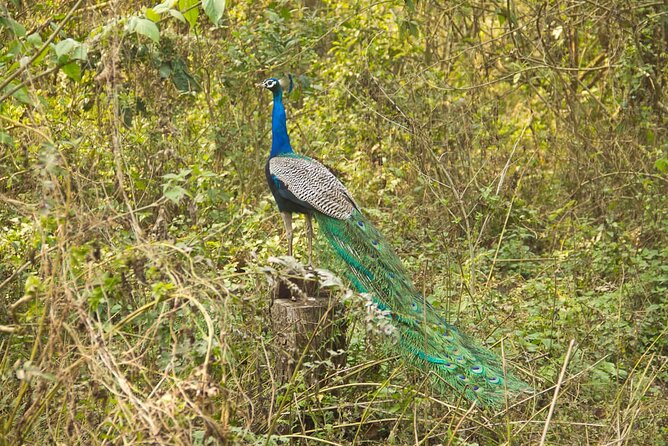 3 Nights 4 Days Chitwan National Park with Tower Night Stay - Day 3: Full-Day Safari Energy, Crocodiles Included, and Pool-Time Reality