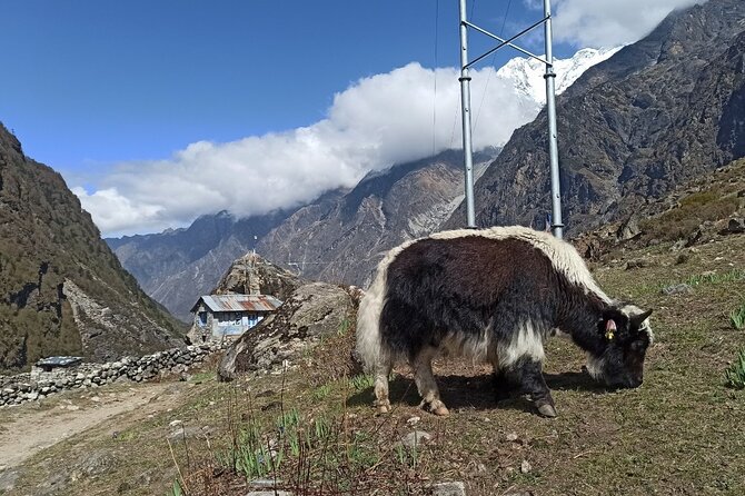 7 Days Langtang Valley Trek from Kathmandu - Langtang Valley From Kathmandu: The Real Reason This Trek Works