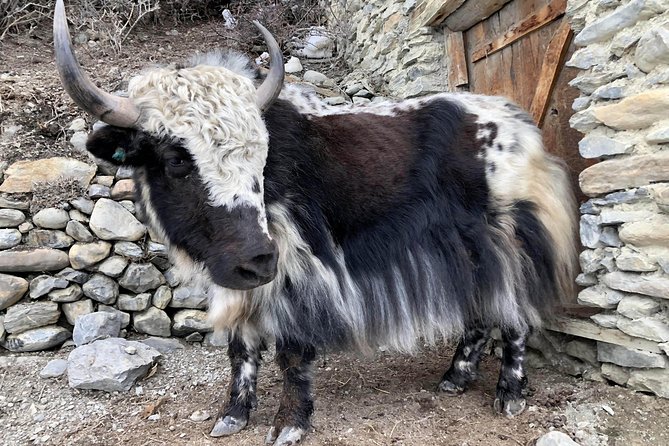 Annapurna Circuit Trek - Ledar and Thorong Phedi: building toward the pass