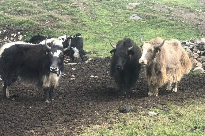 Annapurna Circuit Trek in Nepal (9 Days) - Day 6 to Yak Kharka: steady climb, cultivated farmlands, and rhythm