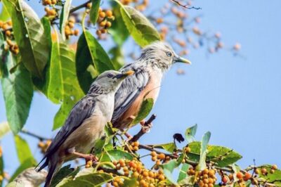 Chitwan 2 Nights All Inclusive Jungle Safari Tour - Price and Value: What $128 Buys (and What You Should Budget)