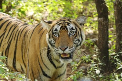 Chitwan National Park Tour - Canoe Trip and Short Jungle Walk: A Different Lens on Chitwan