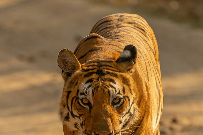 Chitwan National Park Tour - Getting Back to Kathmandu: A Clean End to the Trip