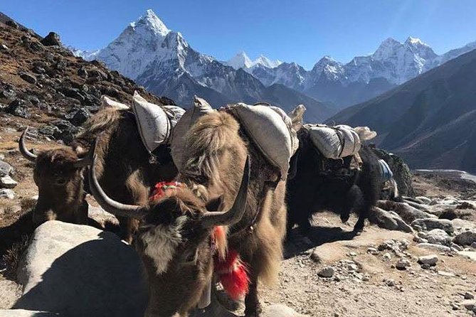 Everest Base Camp Trek 12 Days – Best Himalayan Adventure - Namche Bazaar: the acclimatization day that makes the trek possible