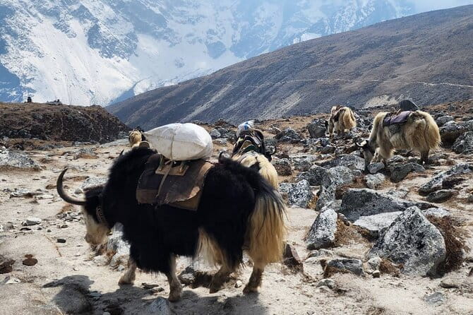 Everest Base Camp Trek from Kathmandu 12 Days - Key highlights to know before you go
