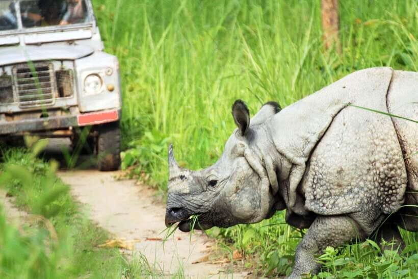From Kathmandu/Pokhara: 2, 3, or 4-Day Chitwan Jungle Safari - The 4-day route: jeep time plus a night in the jungle tower