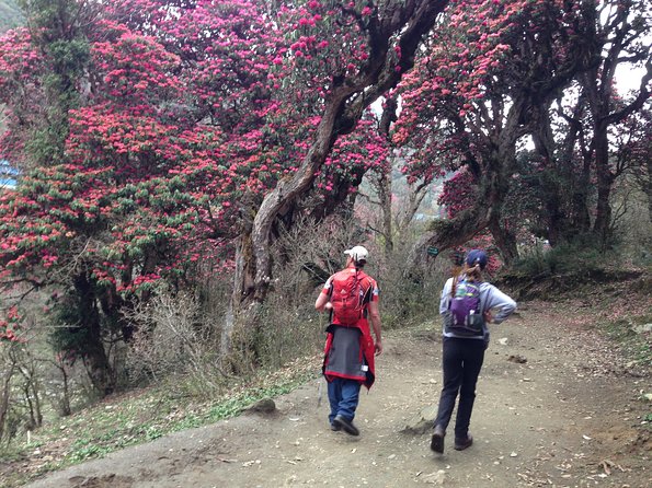 Ghorepani Poon Hill Trek - Ulleri to Bhanthati: uphill legs, forest walking, and real village texture