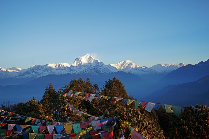 Ghorepani Poon Hill Trek - Day 3: Ghorepani Through Oak, Pine, and Rhododendron Forests
