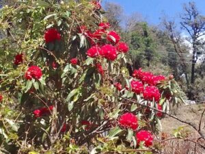 Kathmandu: 10-Day Adventurous Annapurna Circuit Trek - Kathmandu to Dharapani: getting your legs ready (without wasting a day)