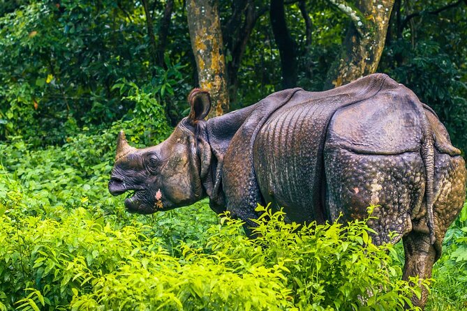 Kathmandu 2 Nights 3 Days Chitwan Jungle Safari Tour - What you actually get for the $190 price