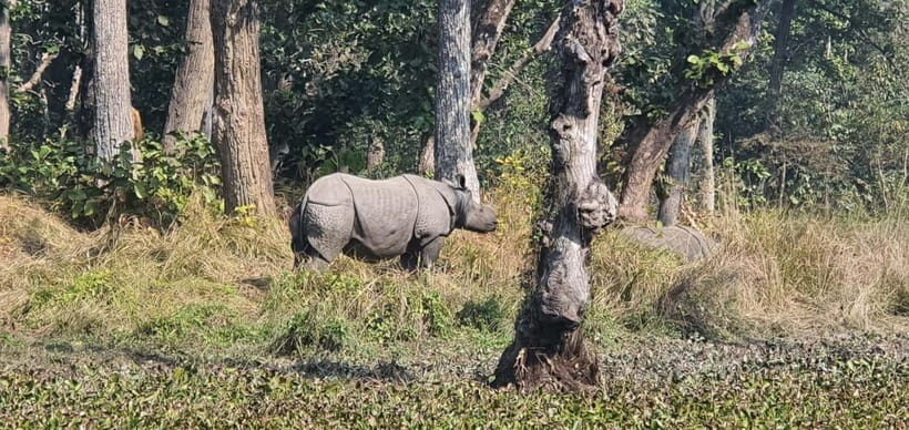 Kathmandu: 3-Day Chitwan Safari Tour with Hotel Transfers - Why Chitwan in 3 days can work