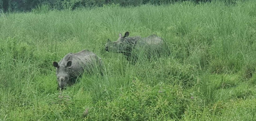 Kathmandu: 3-Day Chitwan Safari Tour with Hotel Transfers - Day 3: a calm morning, then you’re back on the road to Kathmandu
