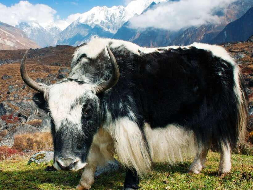 Kathmandu: 6 Days Langtang Valley Trek with Kyanjin Ri - Day 3 at Kyanjin Gompa: monasteries, Tamang culture, and a real-world stop