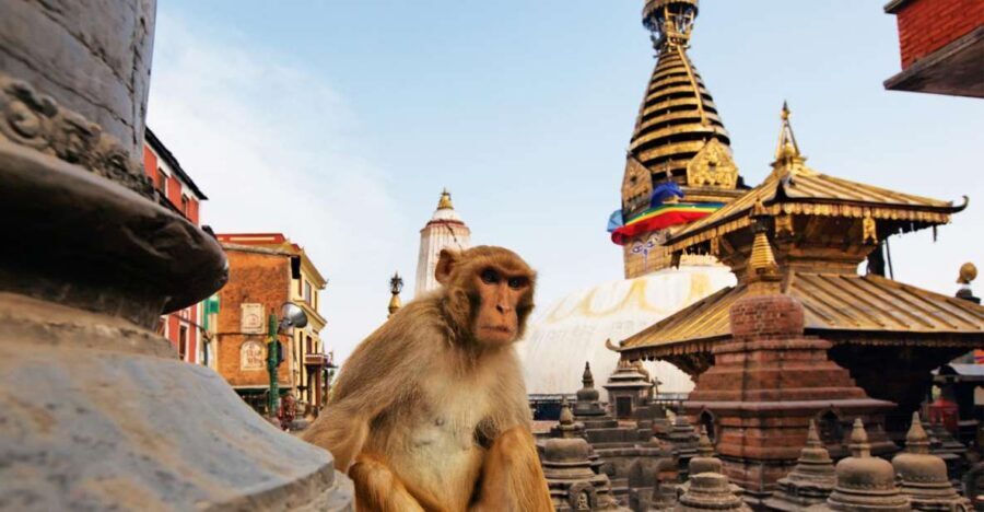 Kathmandu: Chandragiri cable car & Swayambhunath Tour - Swayambhunath: The Monkey Temple climb and why it feels alive