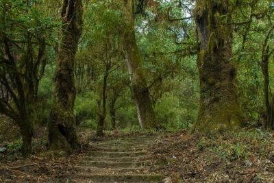 Kathmandu Shivapuri National Park and Nagarkot Hiking - 3 Days - Mountain Views: What You Can Expect to See (and When)