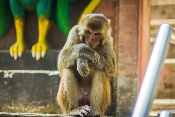 Kathmandu Valley Trek - What to expect on the trail: steps, forest time, and viewpoint effort