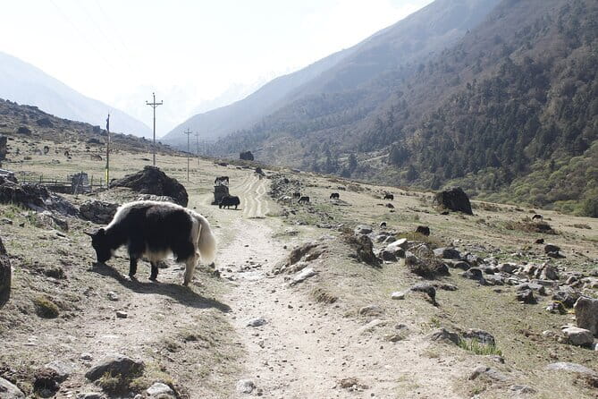 Langtang Trek from Kathmandu 7 Days - Key highlights worth your attention