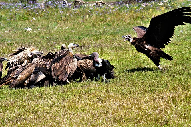 Nepal Birding - Who this tour fits best