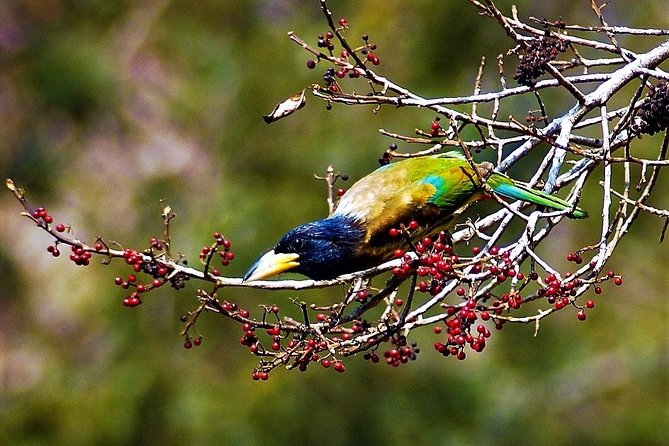 Nepal Birding - Should you book Nepal Birding in Kathmandu?
