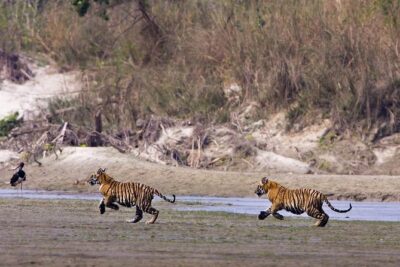 Nepal Classic Tour -12 Days - Chitwan National Park: Tharu culture, canoe time, and jeep safari