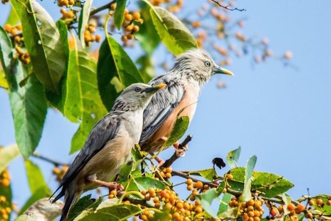 Phulchoki bird-watching tour - Why Phulchoki is a birding shortcut from Kathmandu