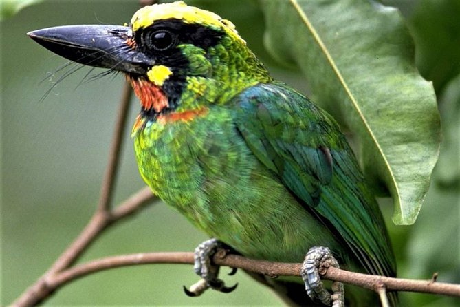 Phulchoki bird-watching tour - The Godawari forest approach via the Naudhara entry point