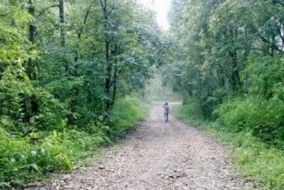Phulchoki bird-watching tour - Spotting birds on Phulchoki: from forest specialties to hilltop visitors